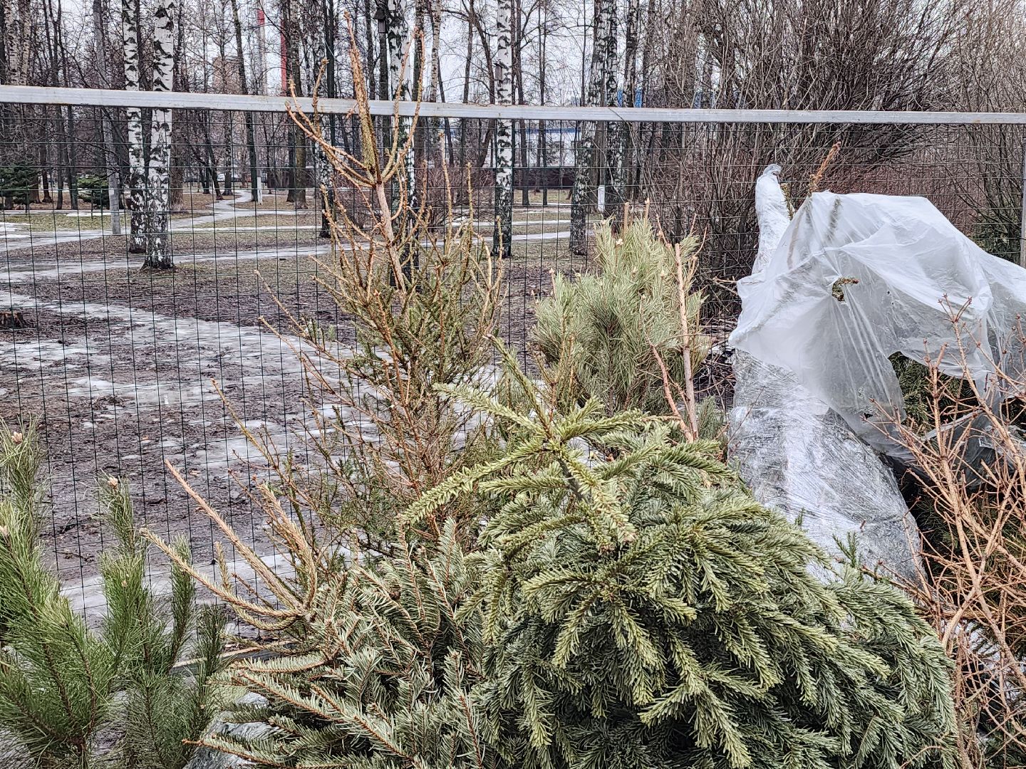 экологическая акция, утилизация елей, мытищи,