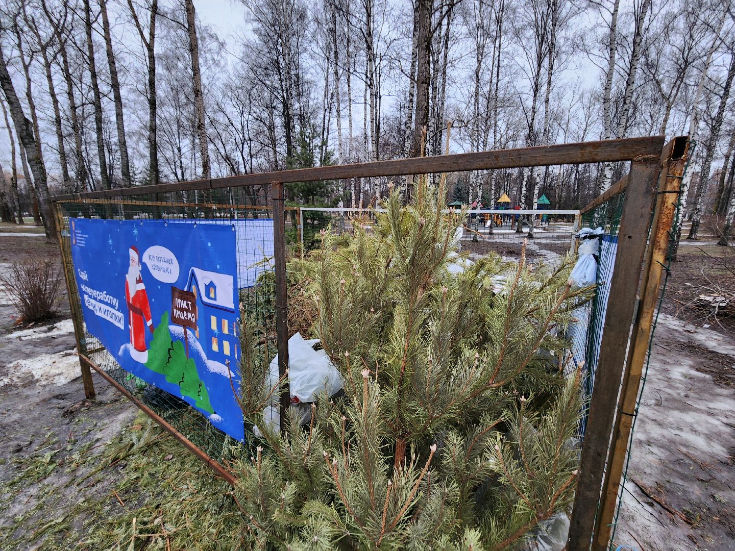 экологическая акция, утилизация елей, мытищи,