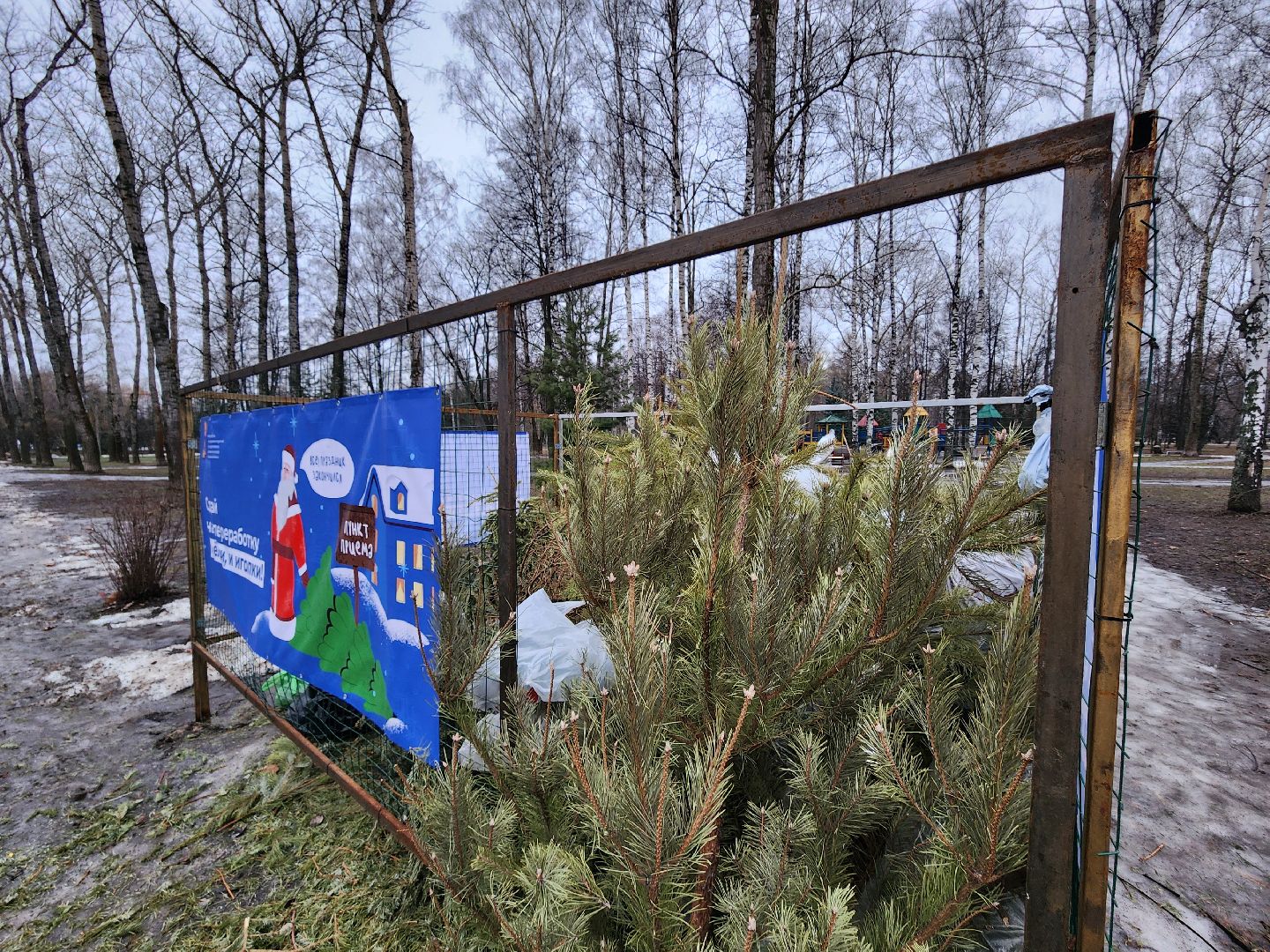 экологическая акция, утилизация елей, мытищи,