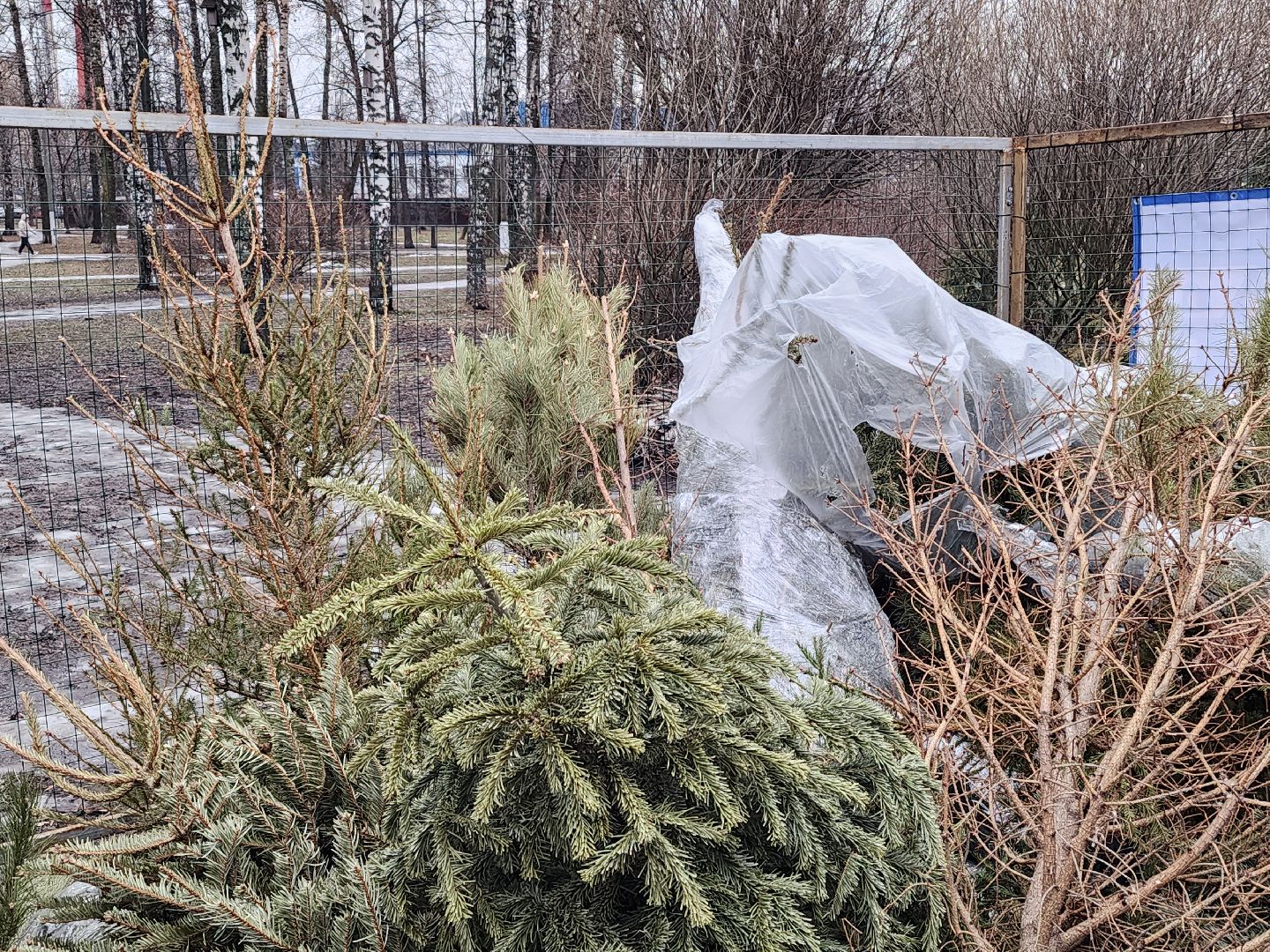 экологическая акция, утилизация елей, мытищи,