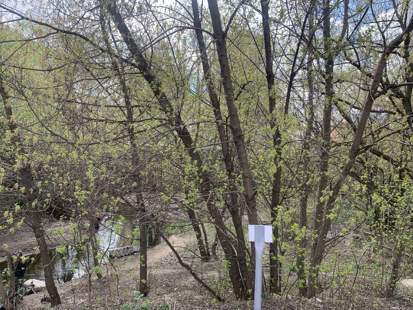 Субботник,Красногорск