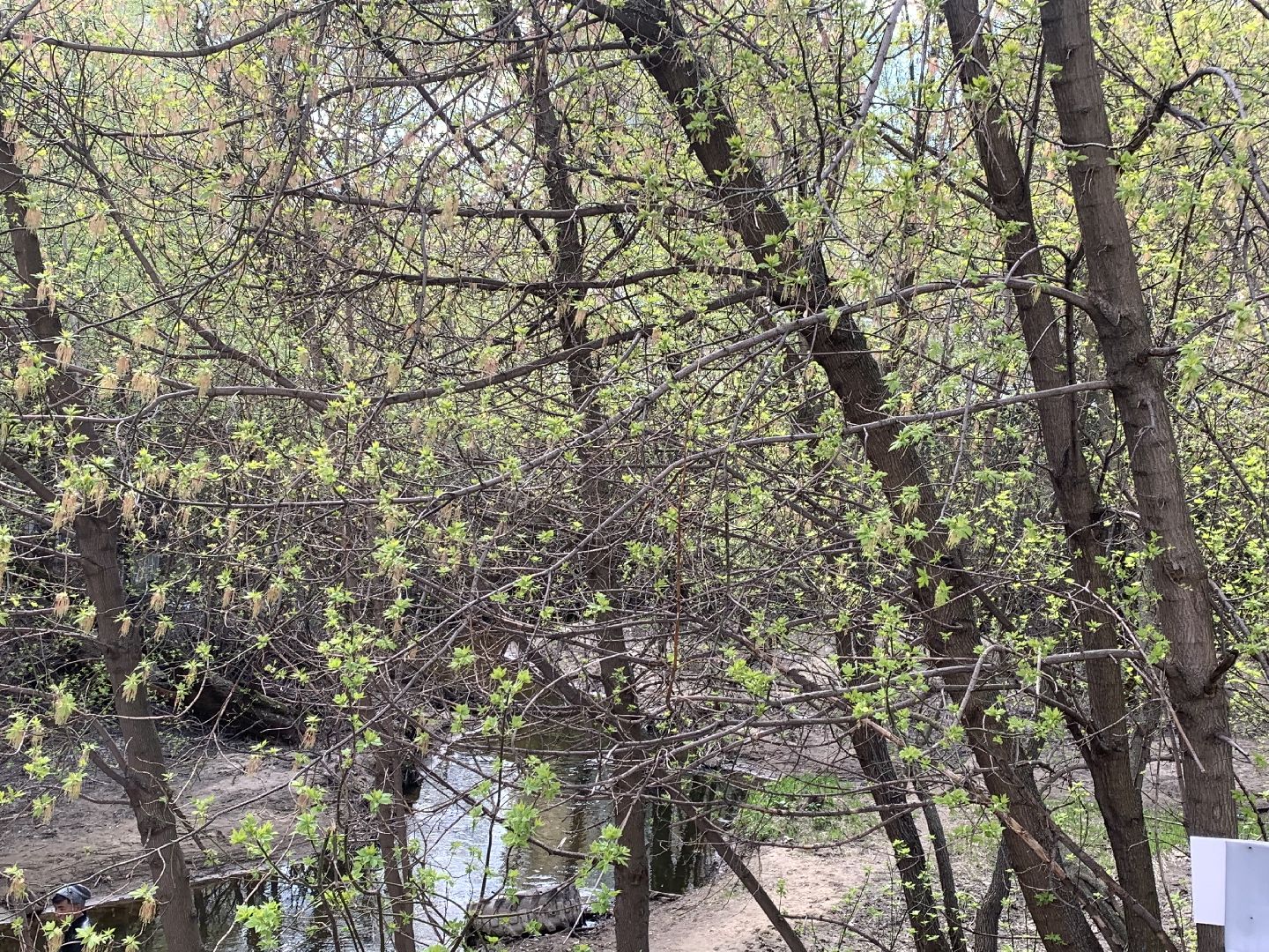 Субботник,Красногорск