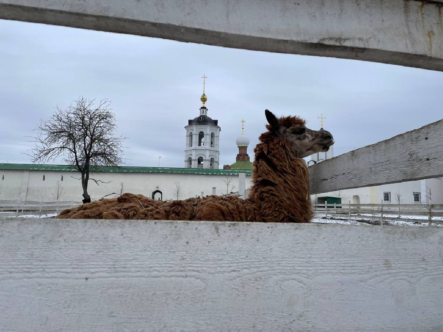 Дмитров, Николо-Пешношский монастырь, Зоопарк, вертикалки,