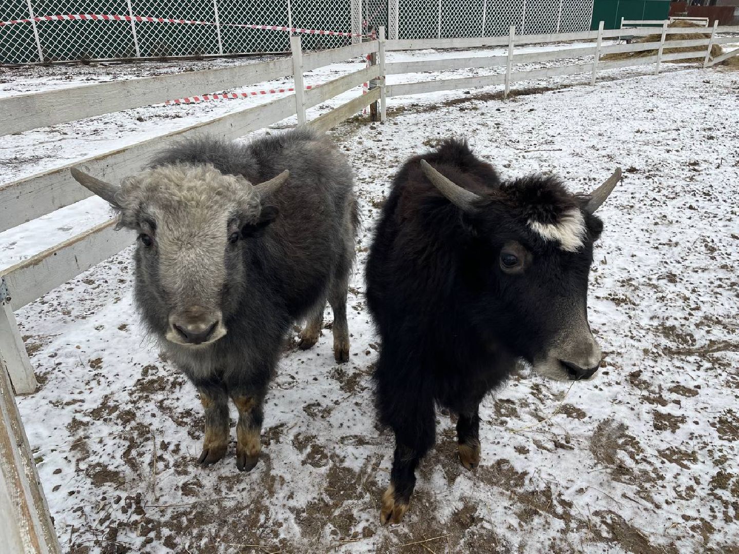 Дмитров, Николо-Пешношский монастырь, Зоопарк, вертикалки,