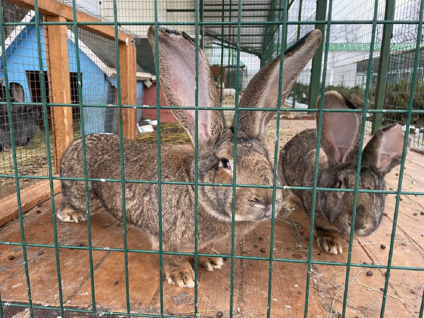 Дмитров, Николо-Пешношский монастырь, Зоопарк, вертикалки,