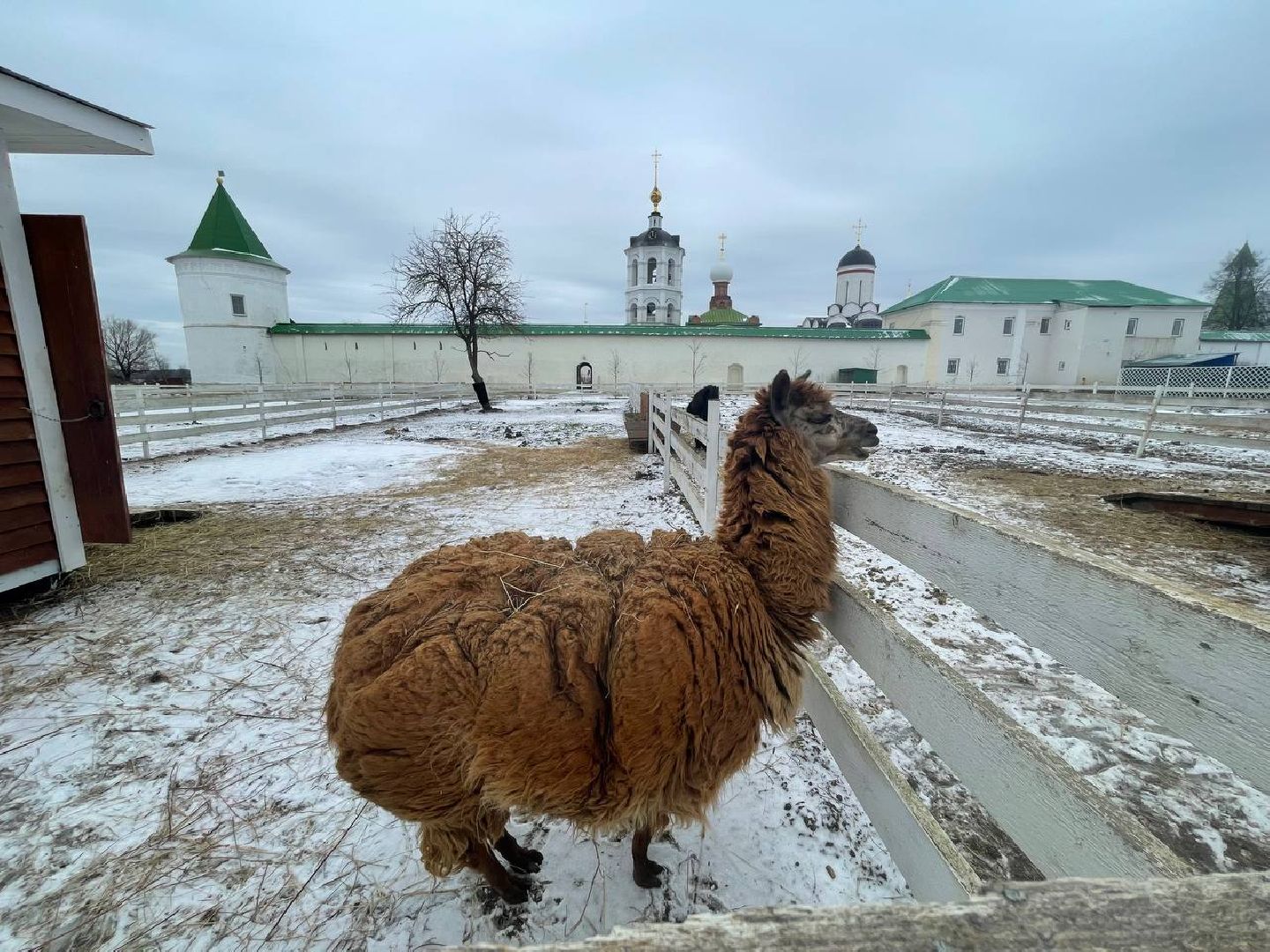 Дмитров, Николо-Пешношский монастырь, Зоопарк, вертикалки,