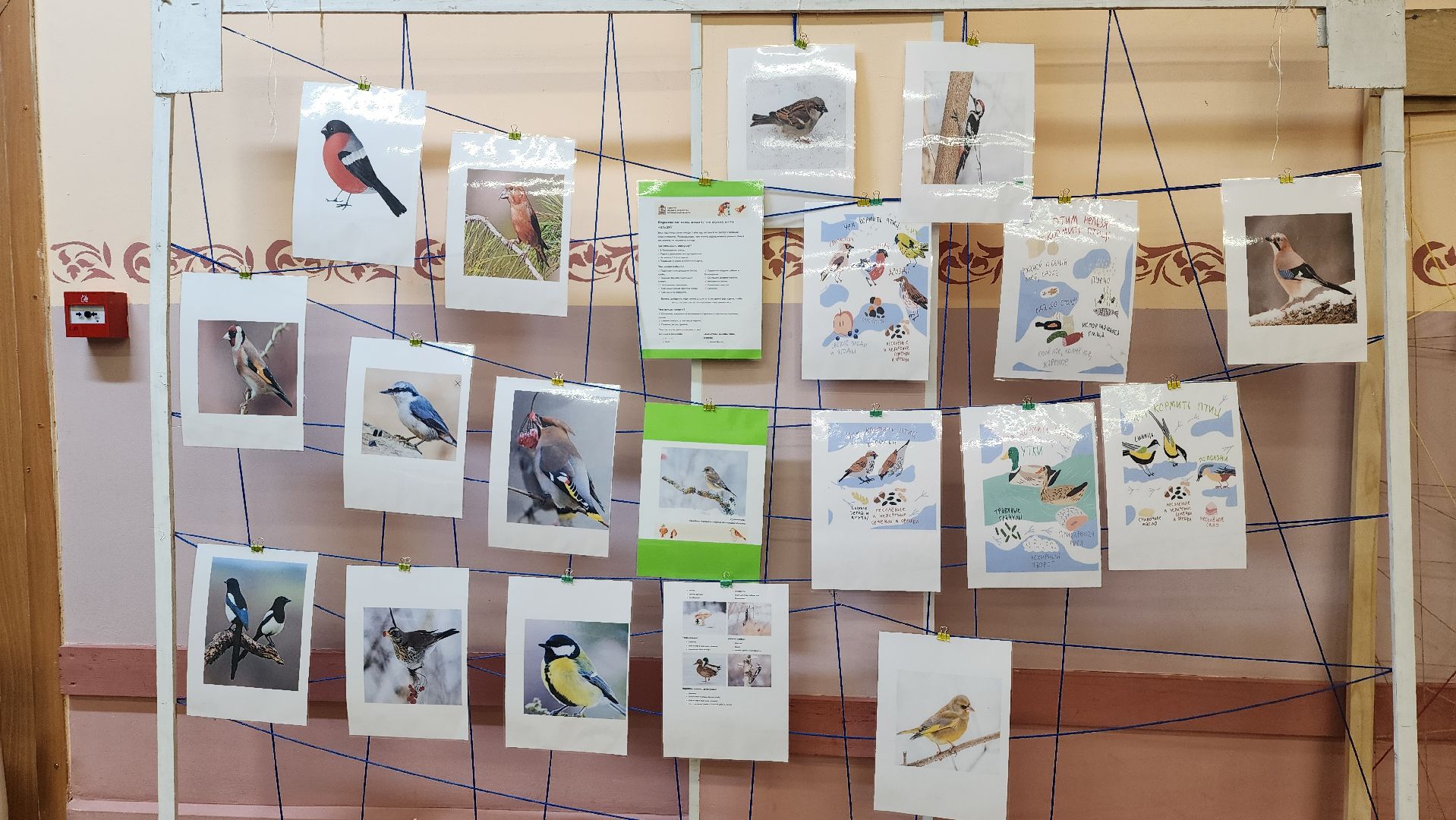 экоакция, Помоги зимующим птицам,экологическая акция, Ногинск, Богородский городской округ,