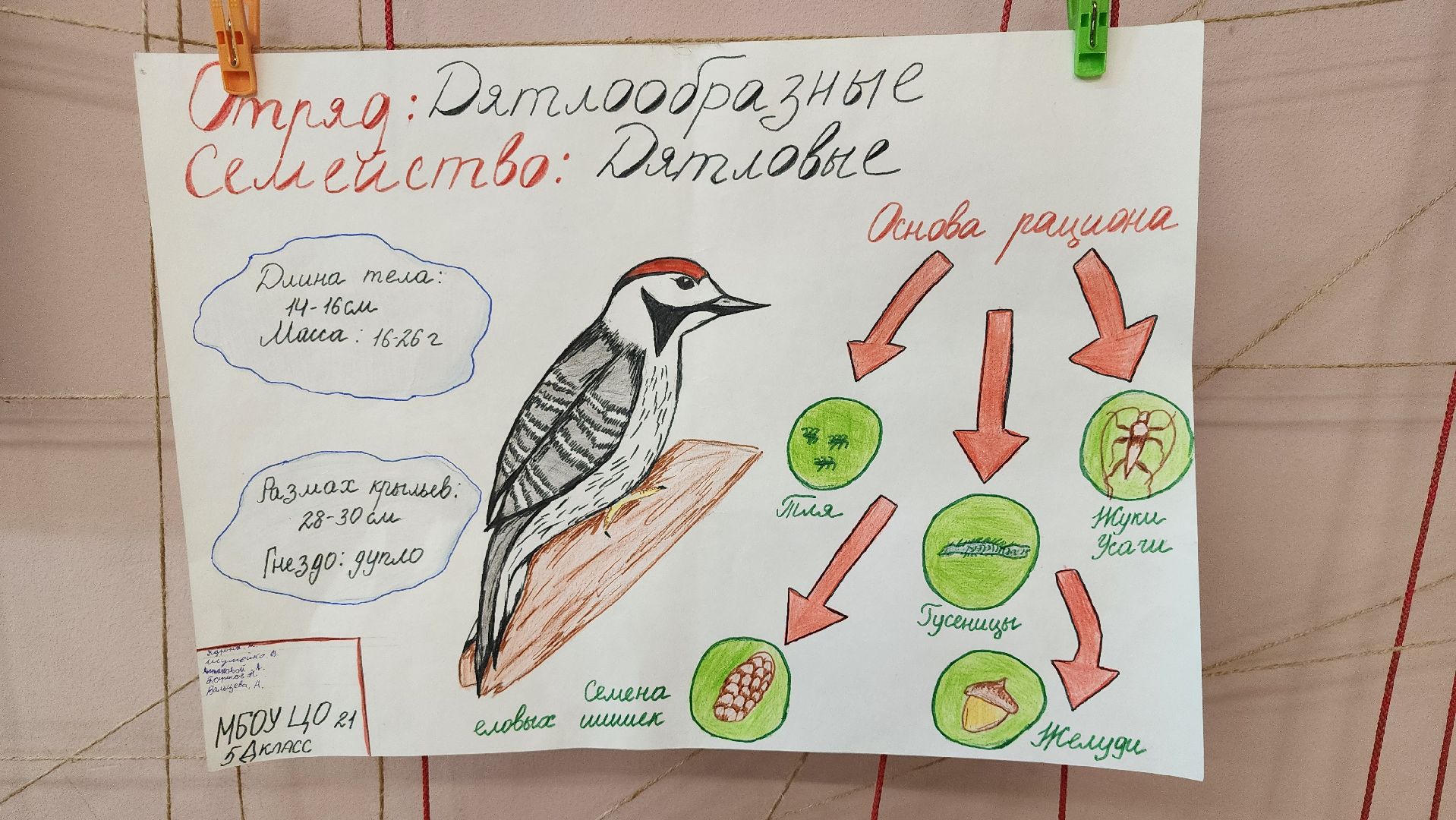 экоакция, Помоги зимующим птицам,экологическая акция, Ногинск, Богородский городской округ,