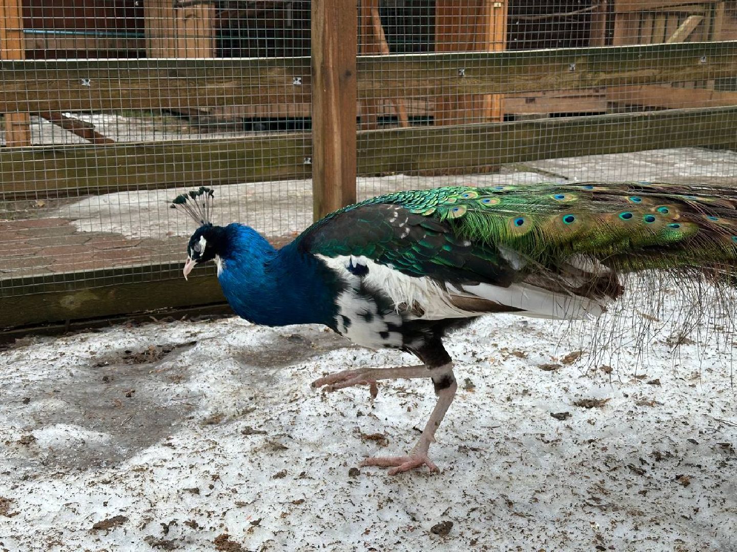 эко ферма, экология, павлин, птицы, потепление,