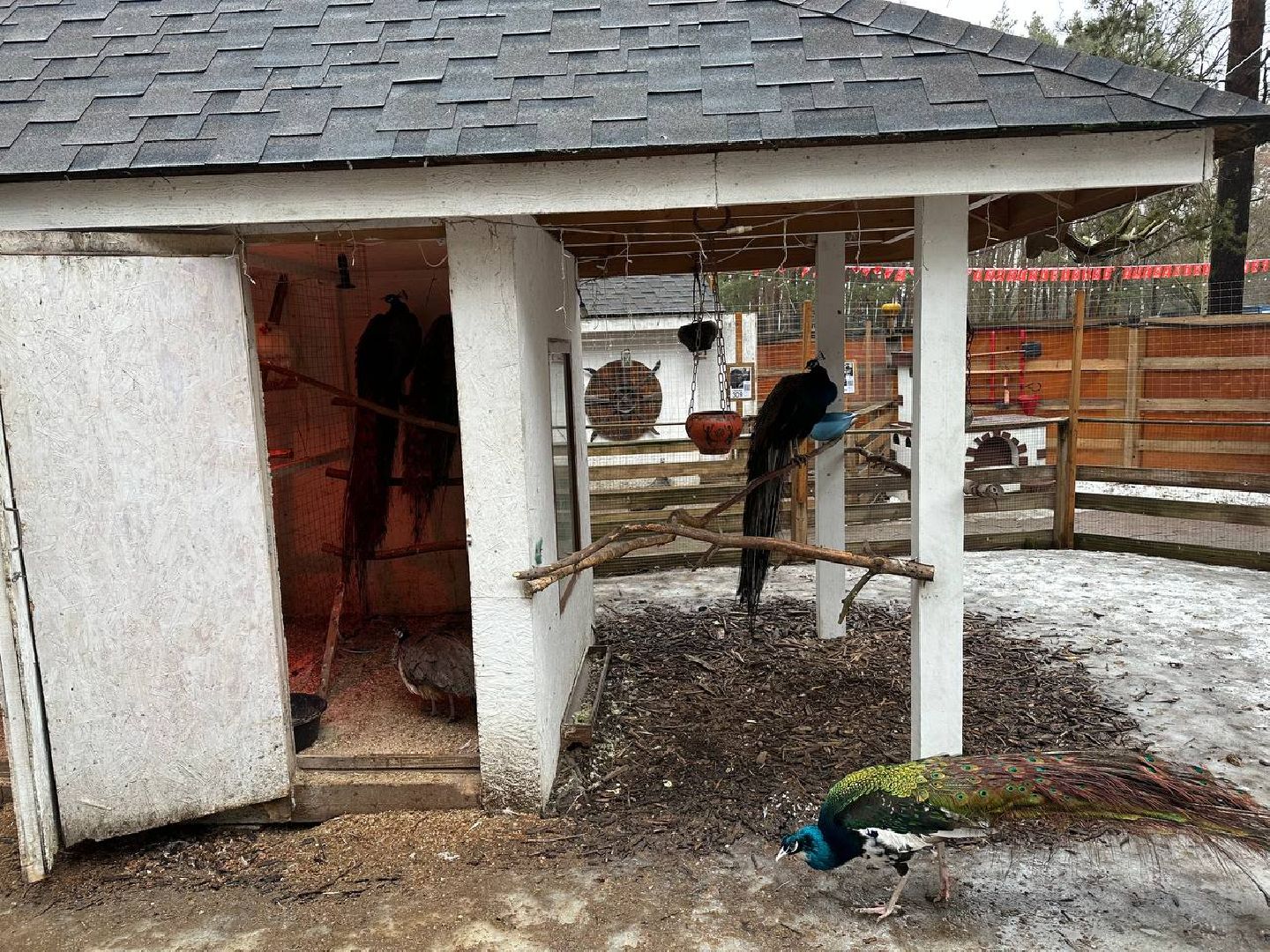 эко ферма, экология, павлин, птицы, потепление,