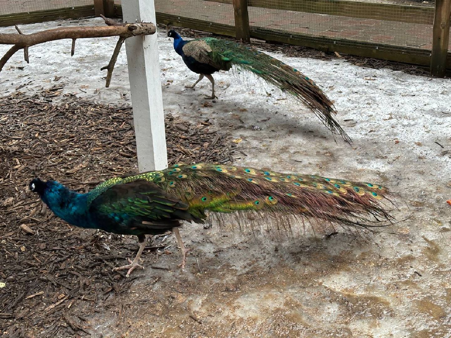 эко ферма, экология, павлин, птицы, потепление,