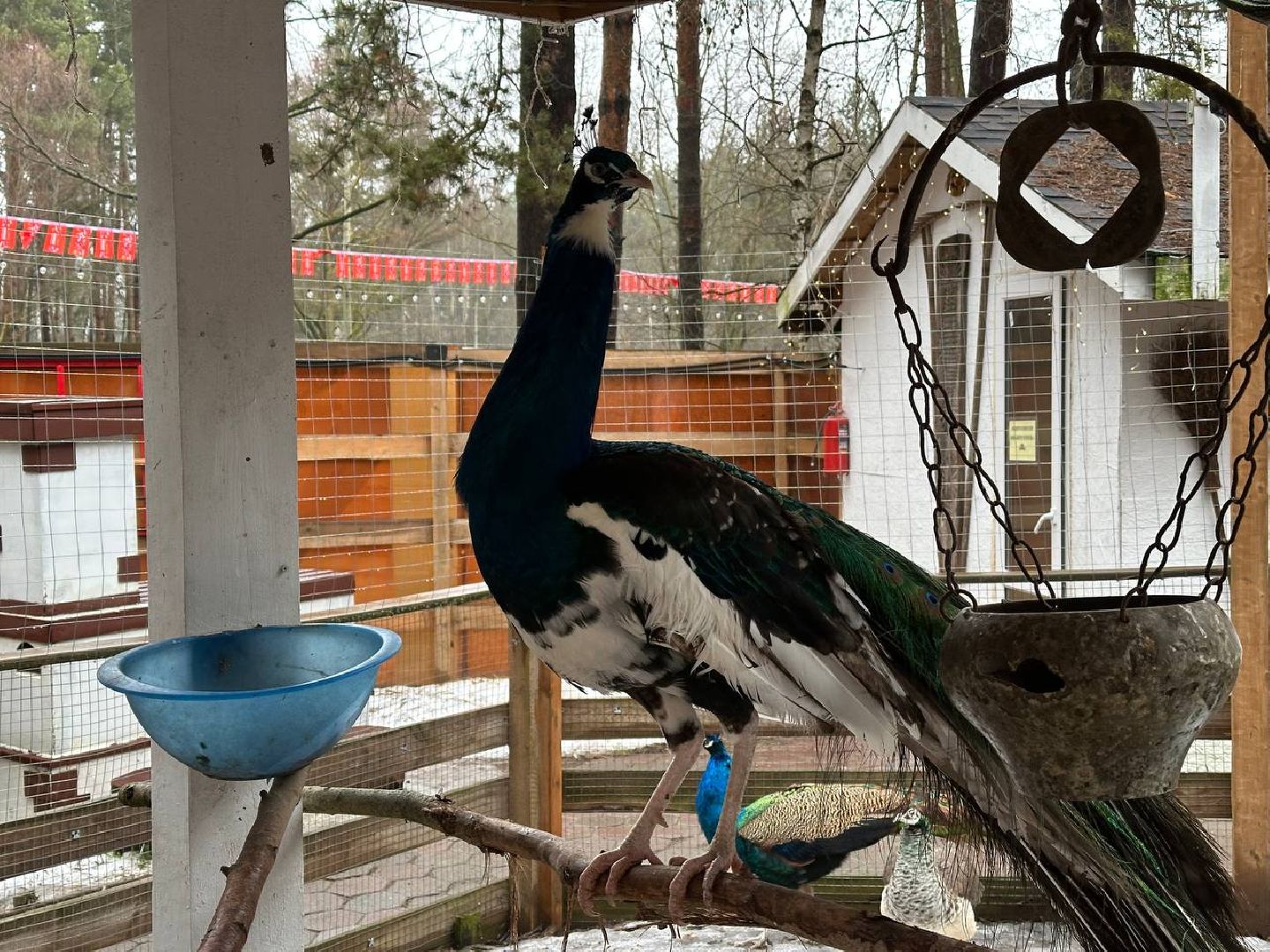 эко ферма, экология, павлин, птицы, потепление,