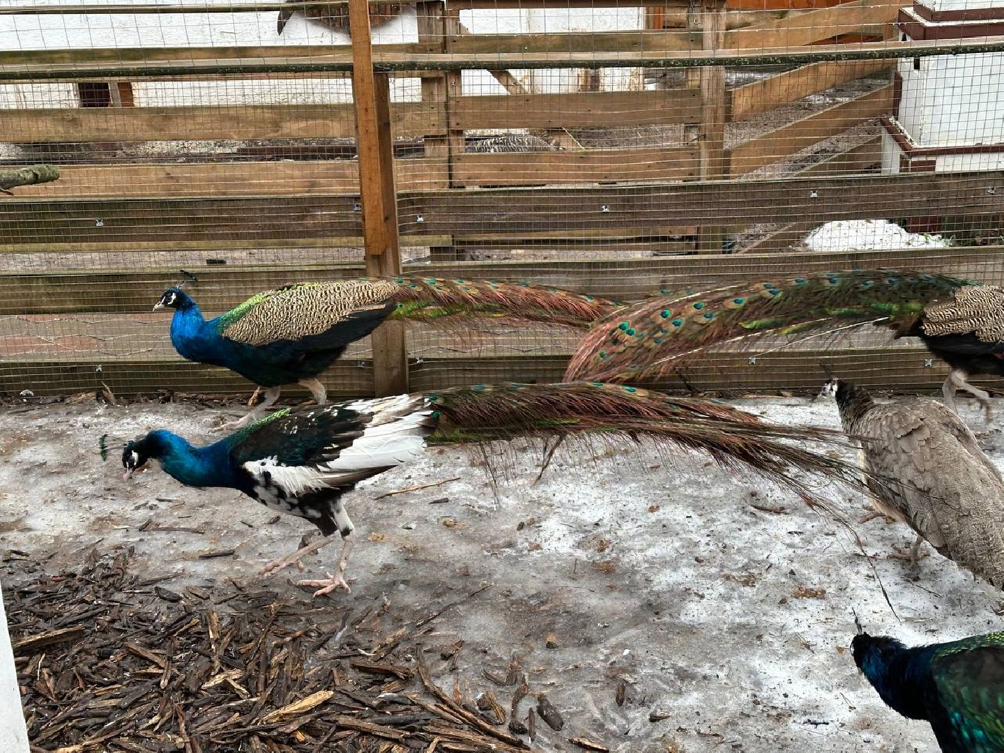 эко ферма, экология, павлин, птицы, потепление,