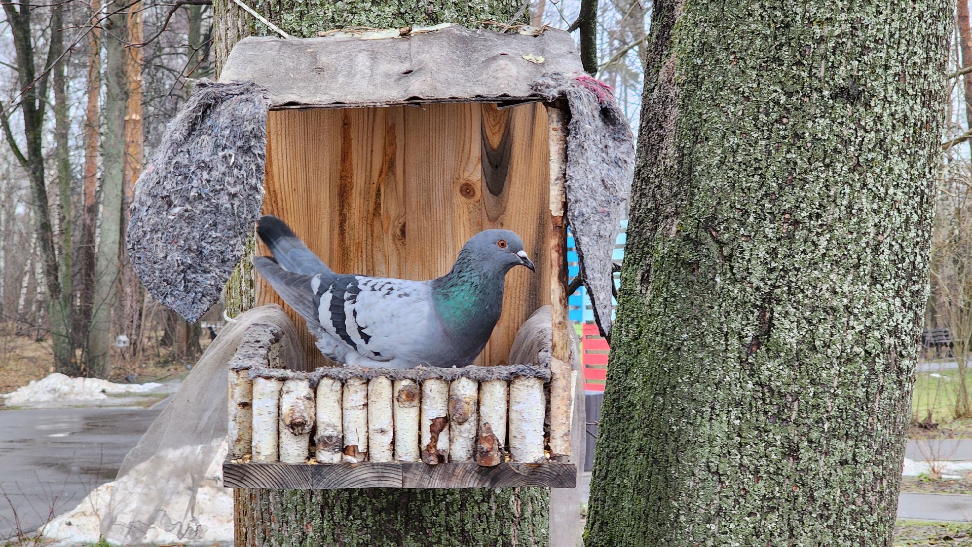экология, зимующие птицы, корм для птиц, Ногинск, Богородский городской округ,