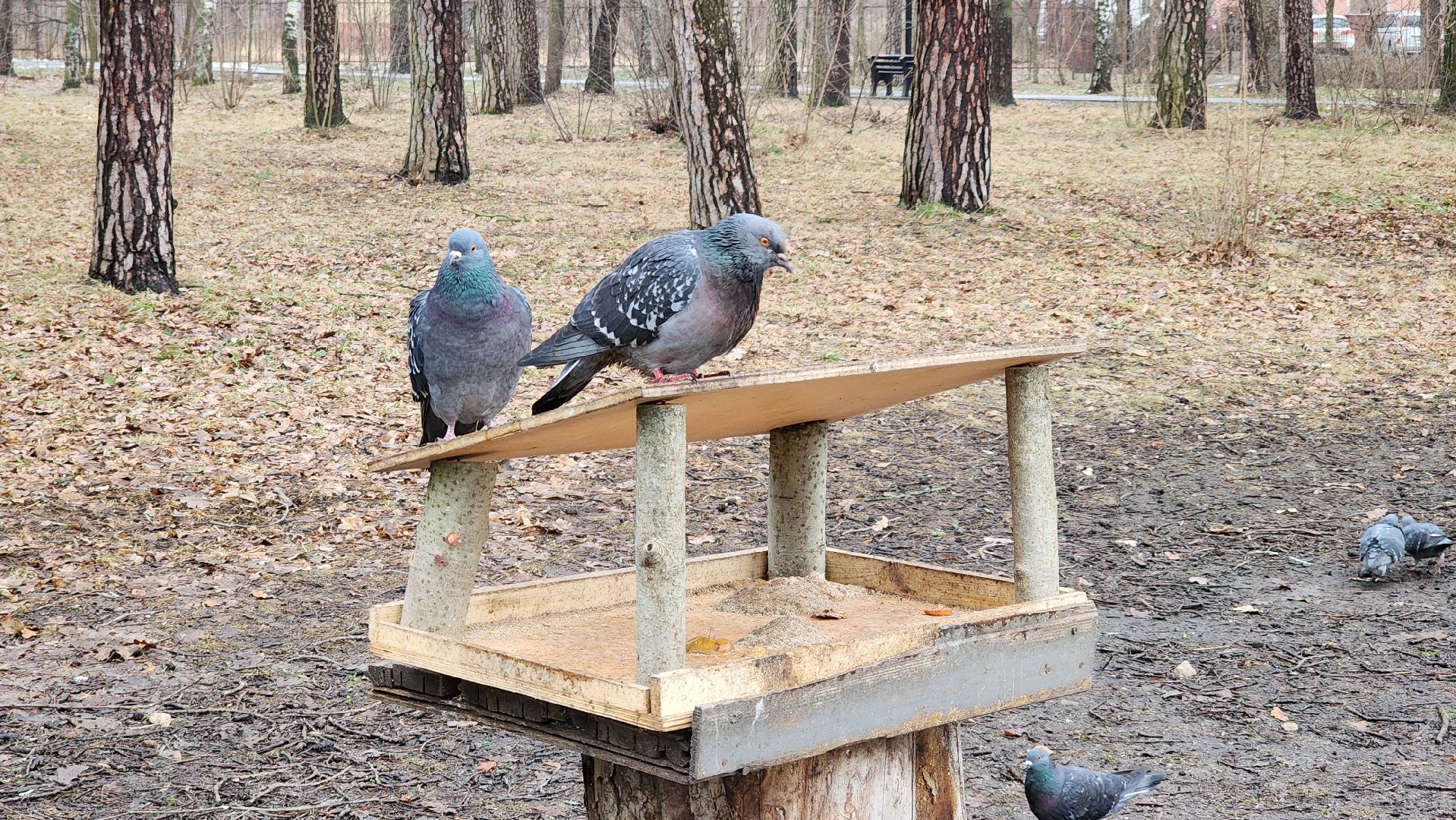экология, зимующие птицы, корм для птиц, Ногинск, Богородский городской округ,