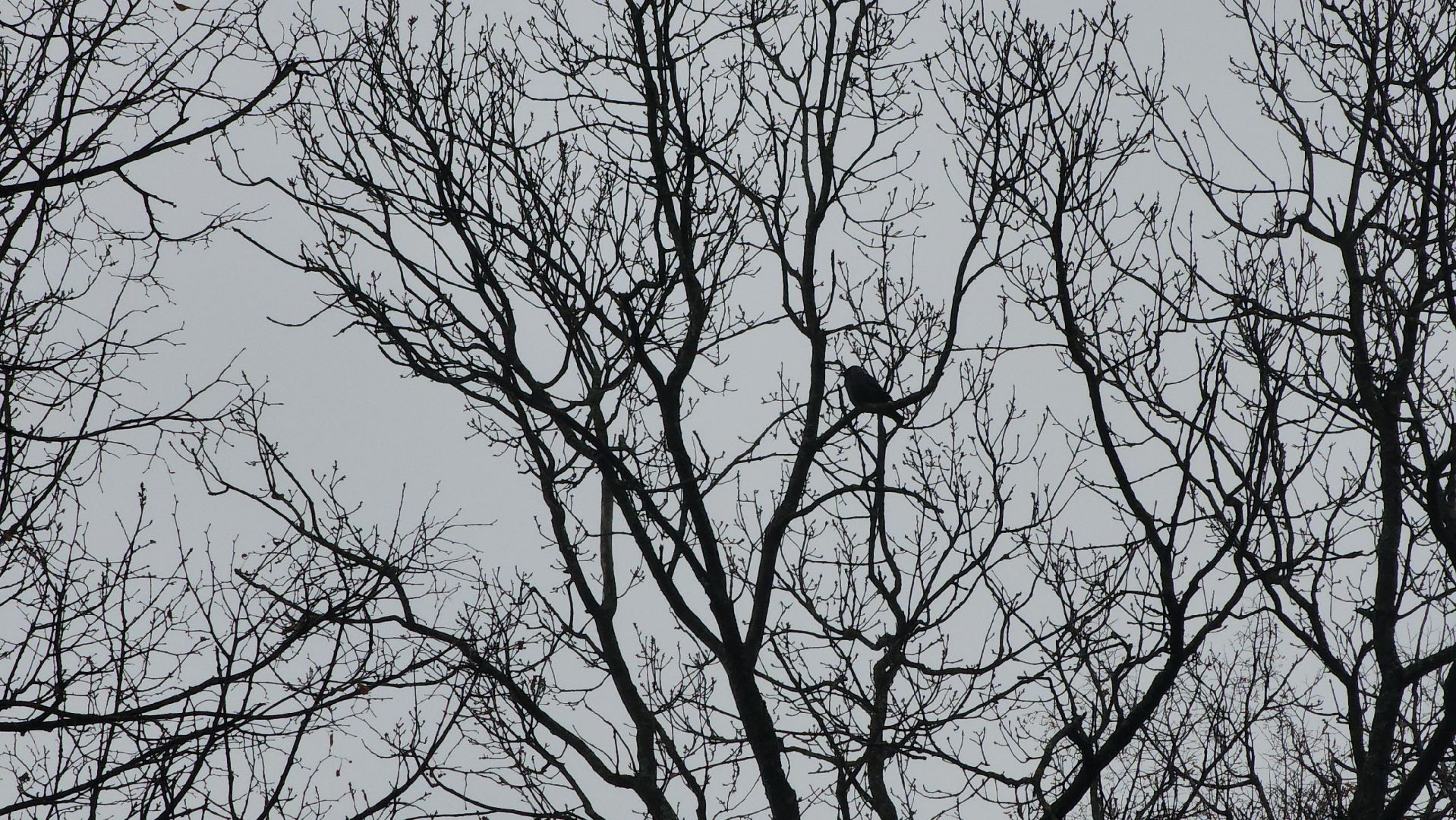 ступино, зима в подмомсковье, парки подмосковья,