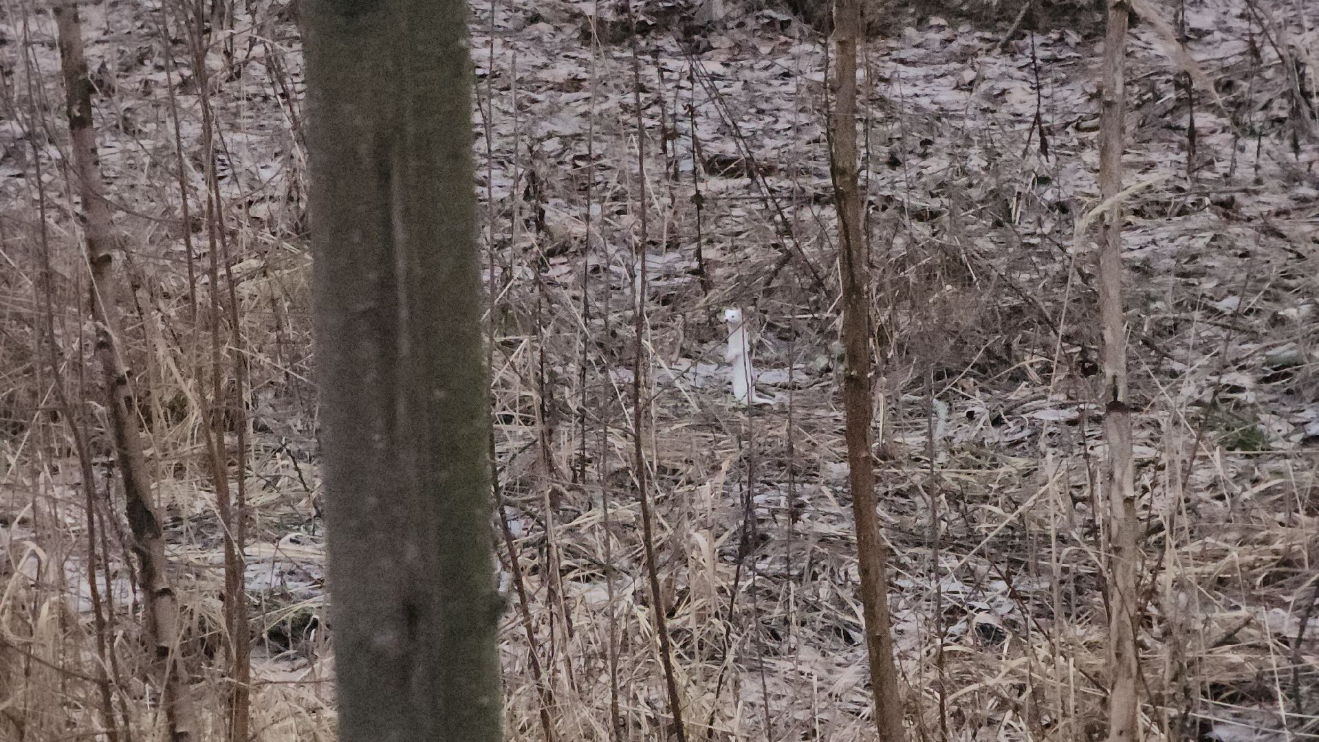 ступино, зима в подмомсковье, парки подмосковья,