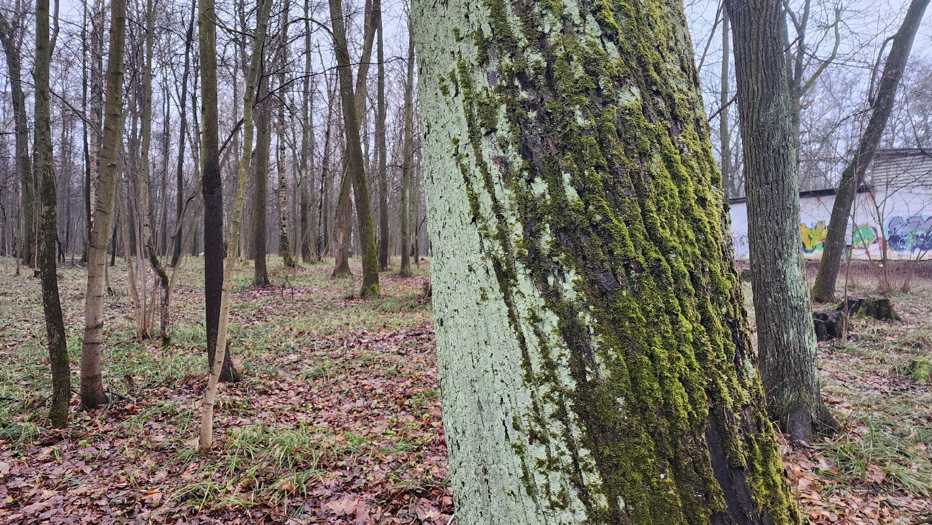 ступино, зима в подмомсковье, парки подмосковья,
