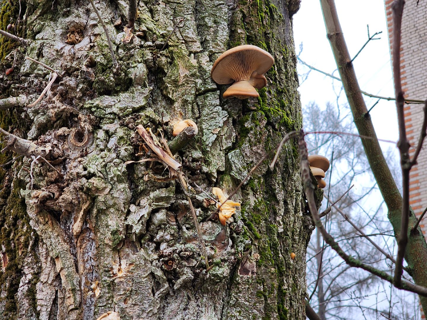 красноармейск, городской округ пушкинский, погодная аномалия, грибы в январе, вертикалки,