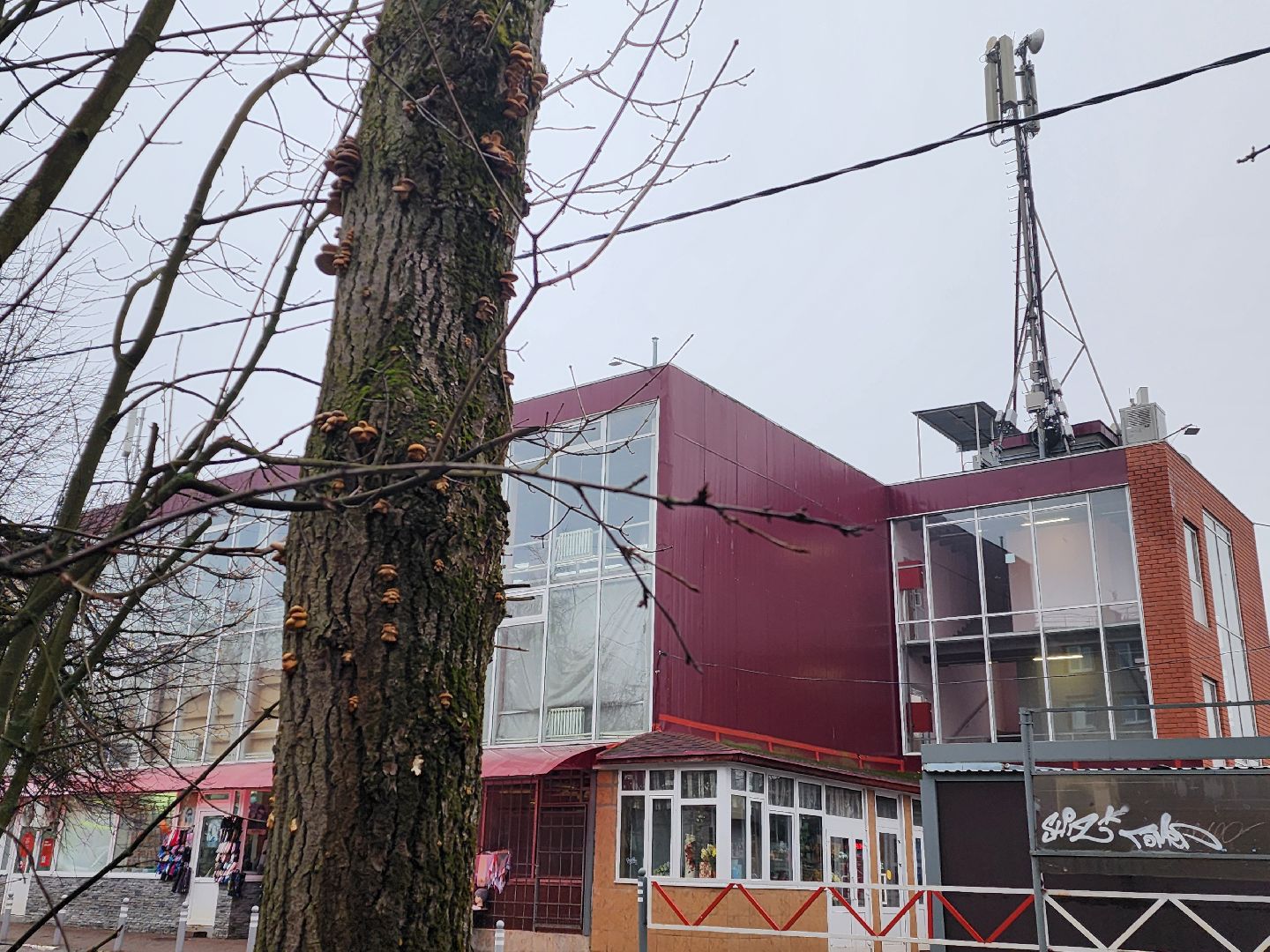 красноармейск, городской округ пушкинский, погодная аномалия, грибы в январе, вертикалки,