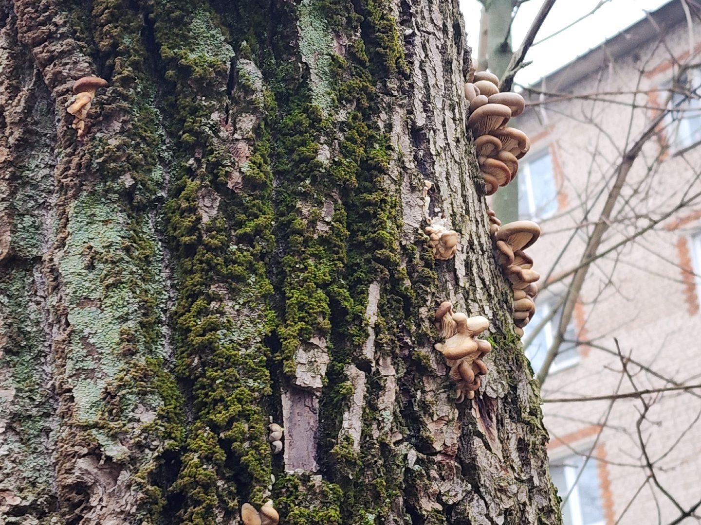 красноармейск, городской округ пушкинский, погодная аномалия, грибы в январе, вертикалки,
