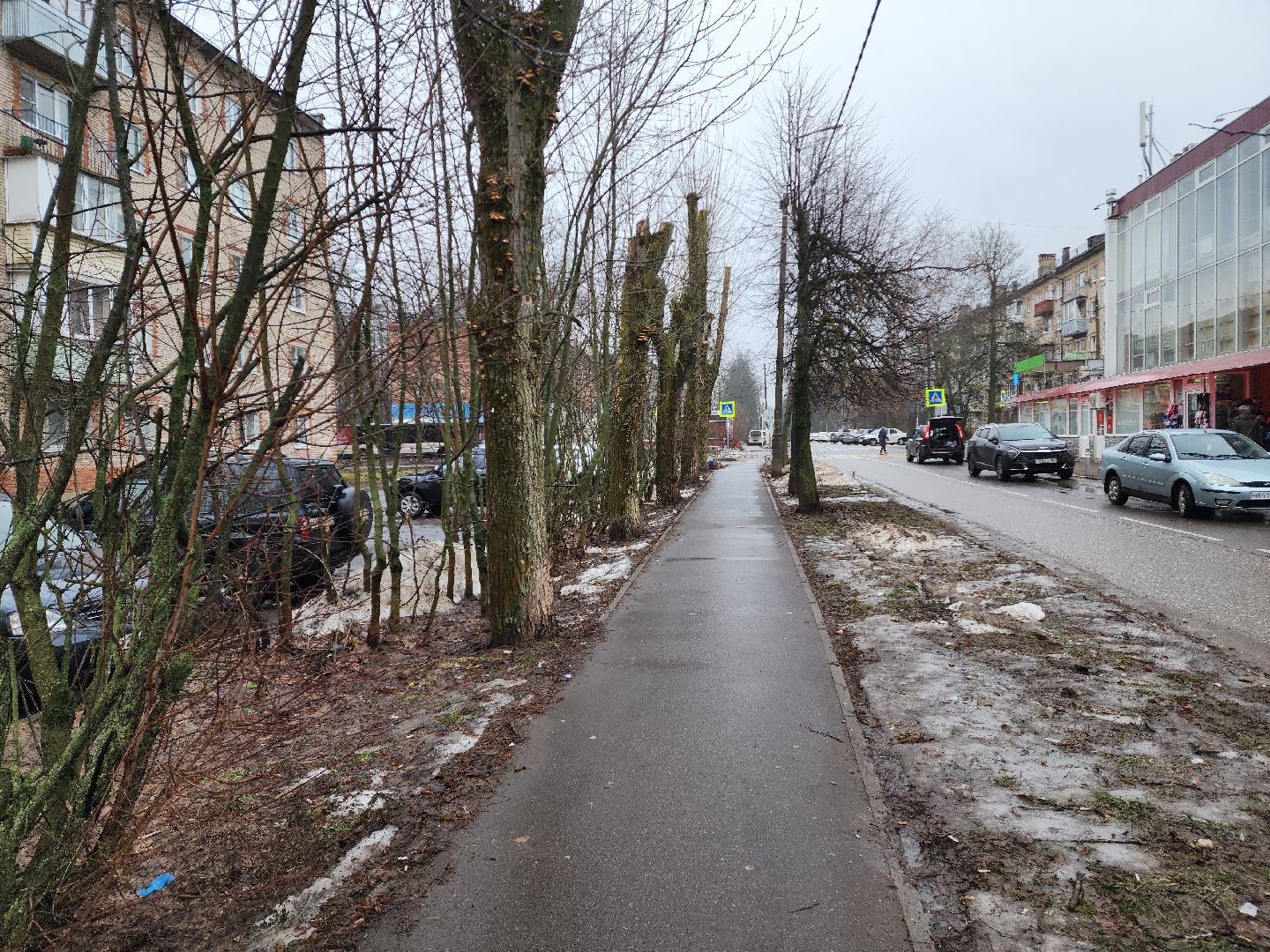 красноармейск, городской округ пушкинский, погодная аномалия, грибы в январе, вертикалки,