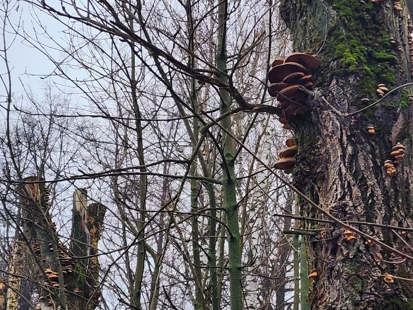 красноармейск, городской округ пушкинский, погодная аномалия, грибы в январе, вертикалки,