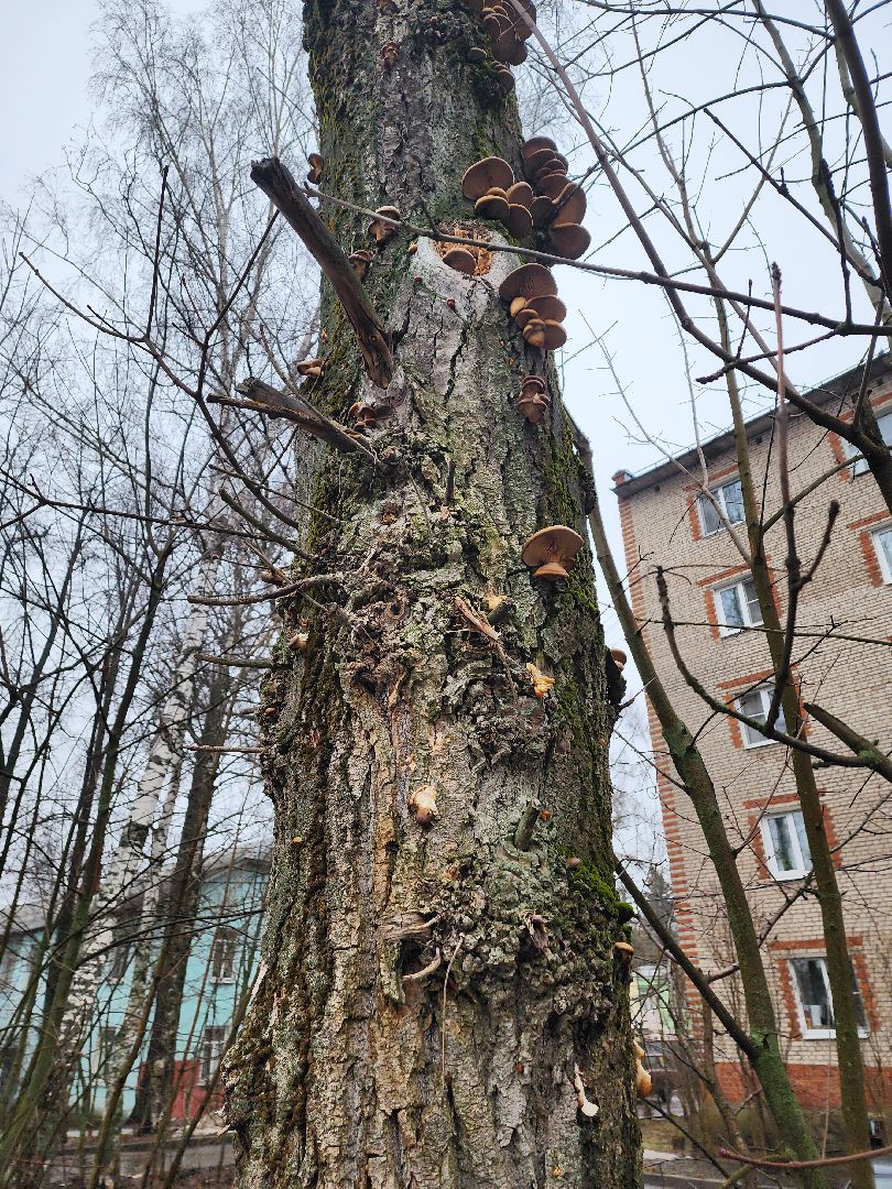 красноармейск, городской округ пушкинский, погодная аномалия, грибы в январе, вертикалки,