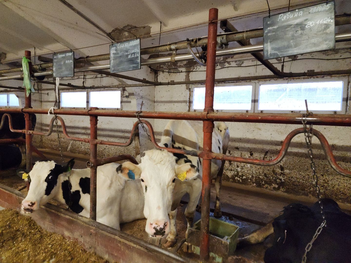 вертикалки, Зарайск, Молочная ферма,