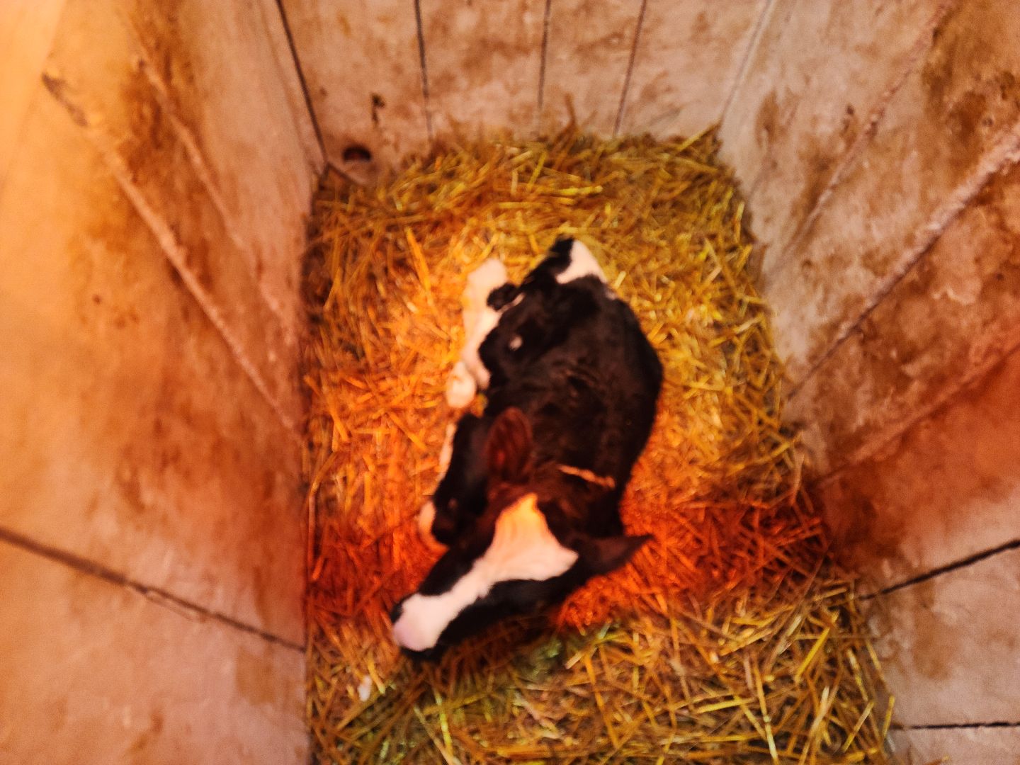 вертикалки, Зарайск, Молочная ферма,