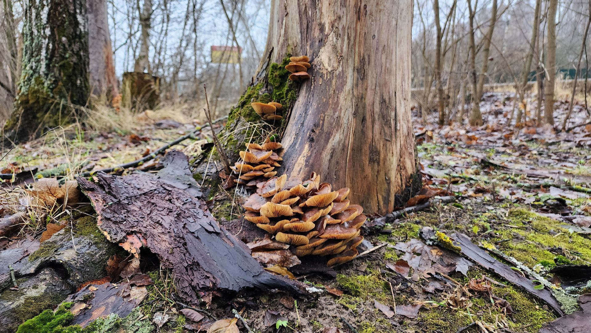 ступино, природа, подмосковье, грибы,