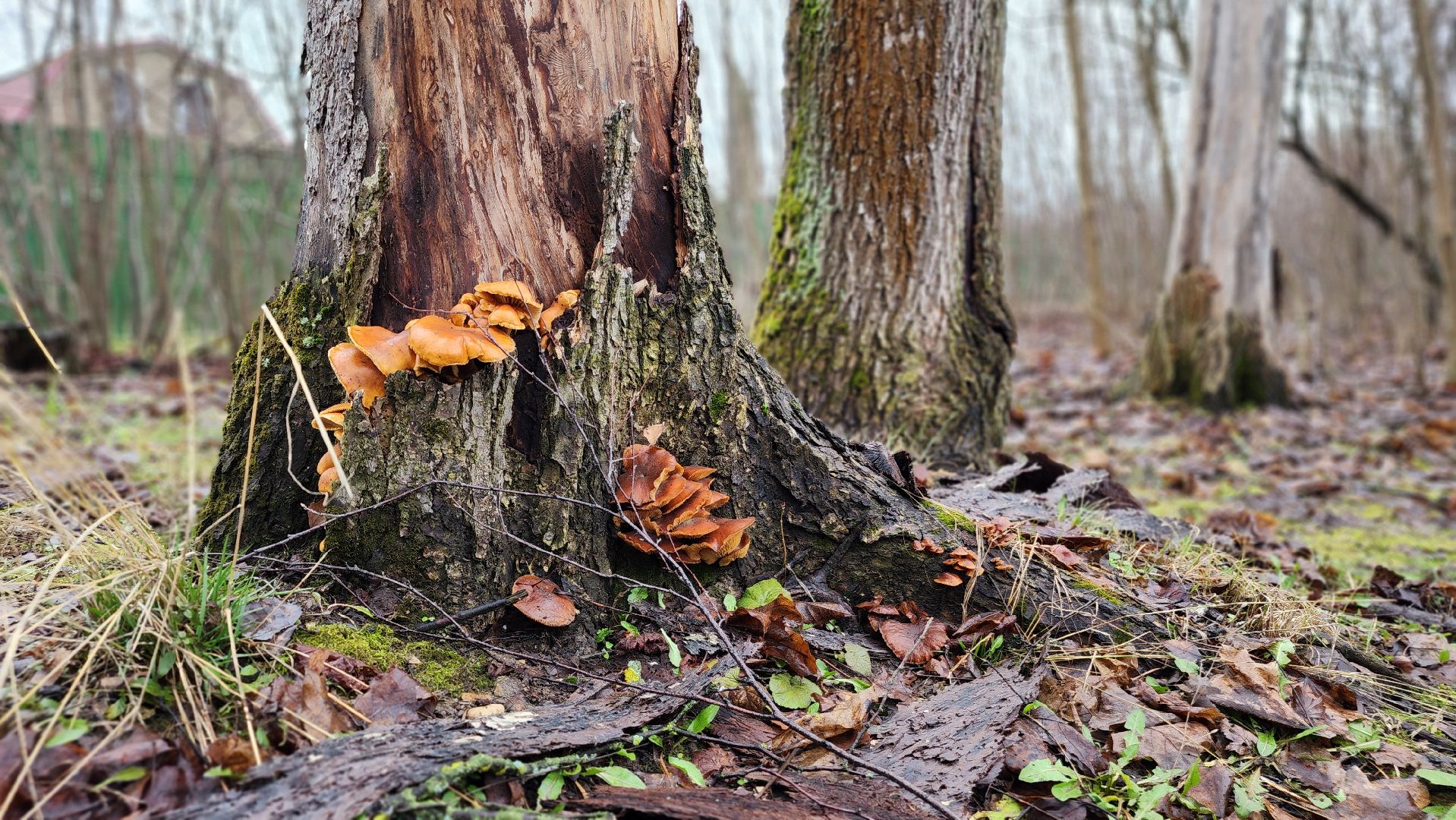 ступино, природа, подмосковье, грибы,