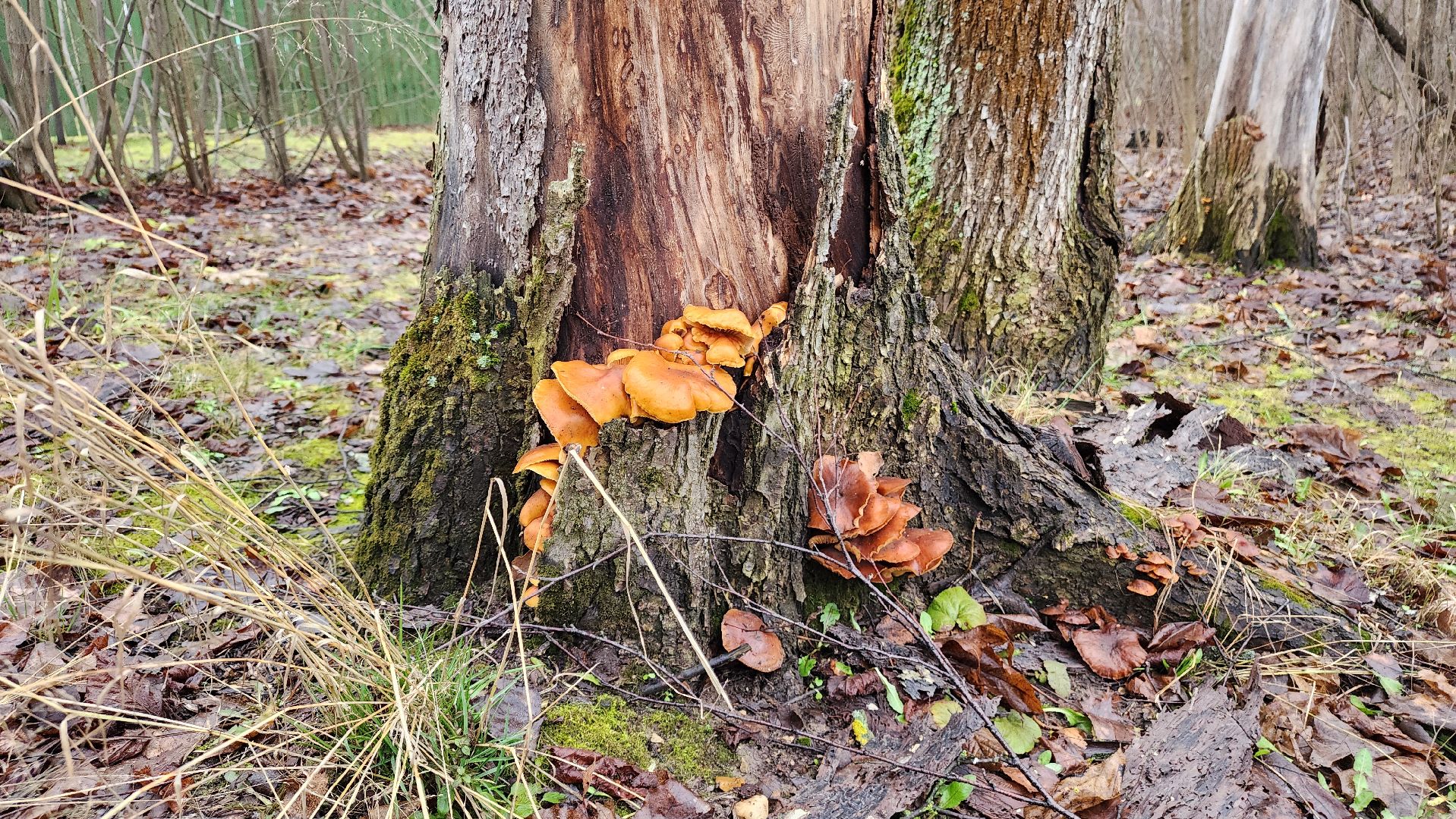 ступино, природа, подмосковье, грибы,