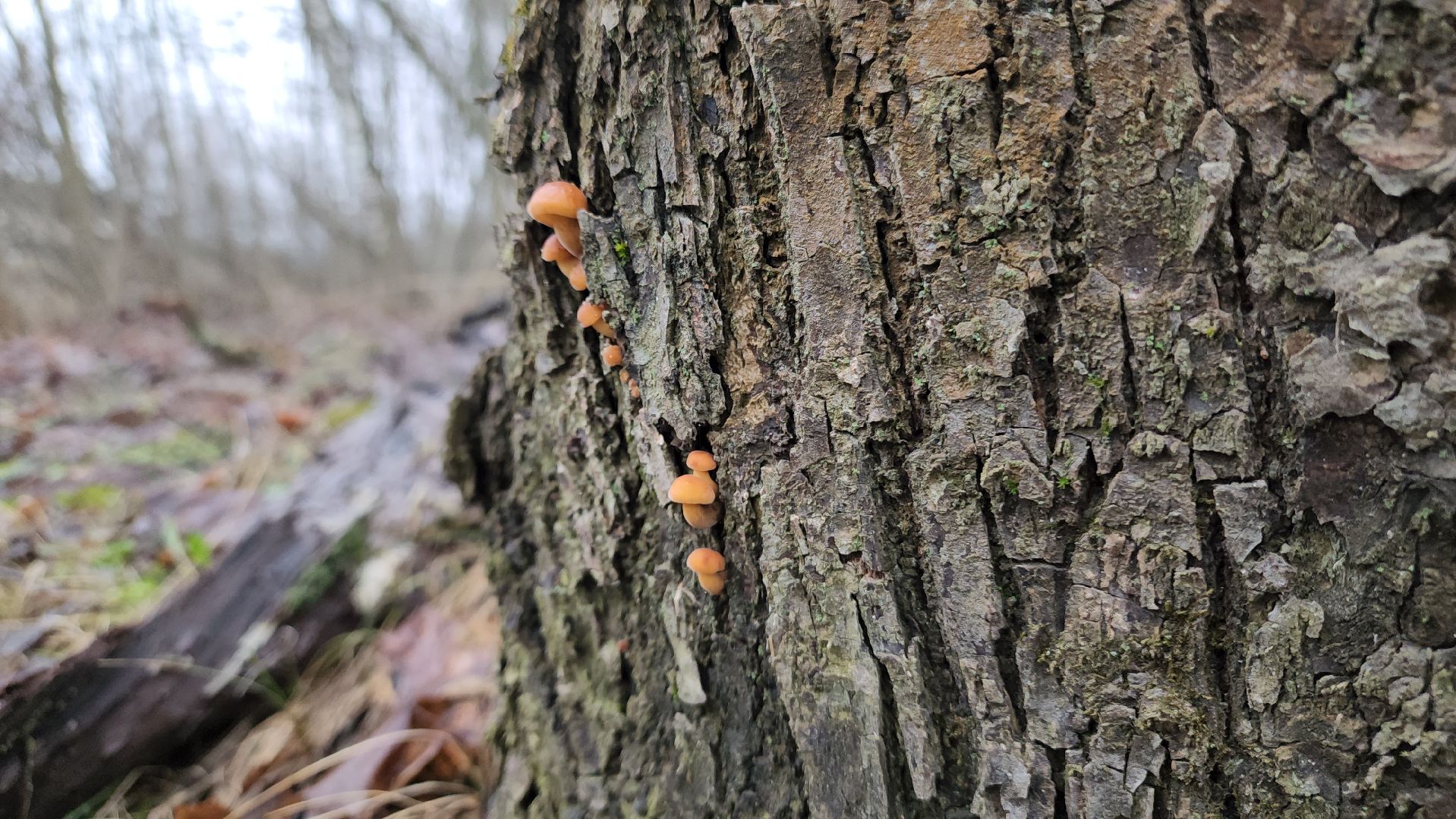 ступино, природа, подмосковье, грибы,