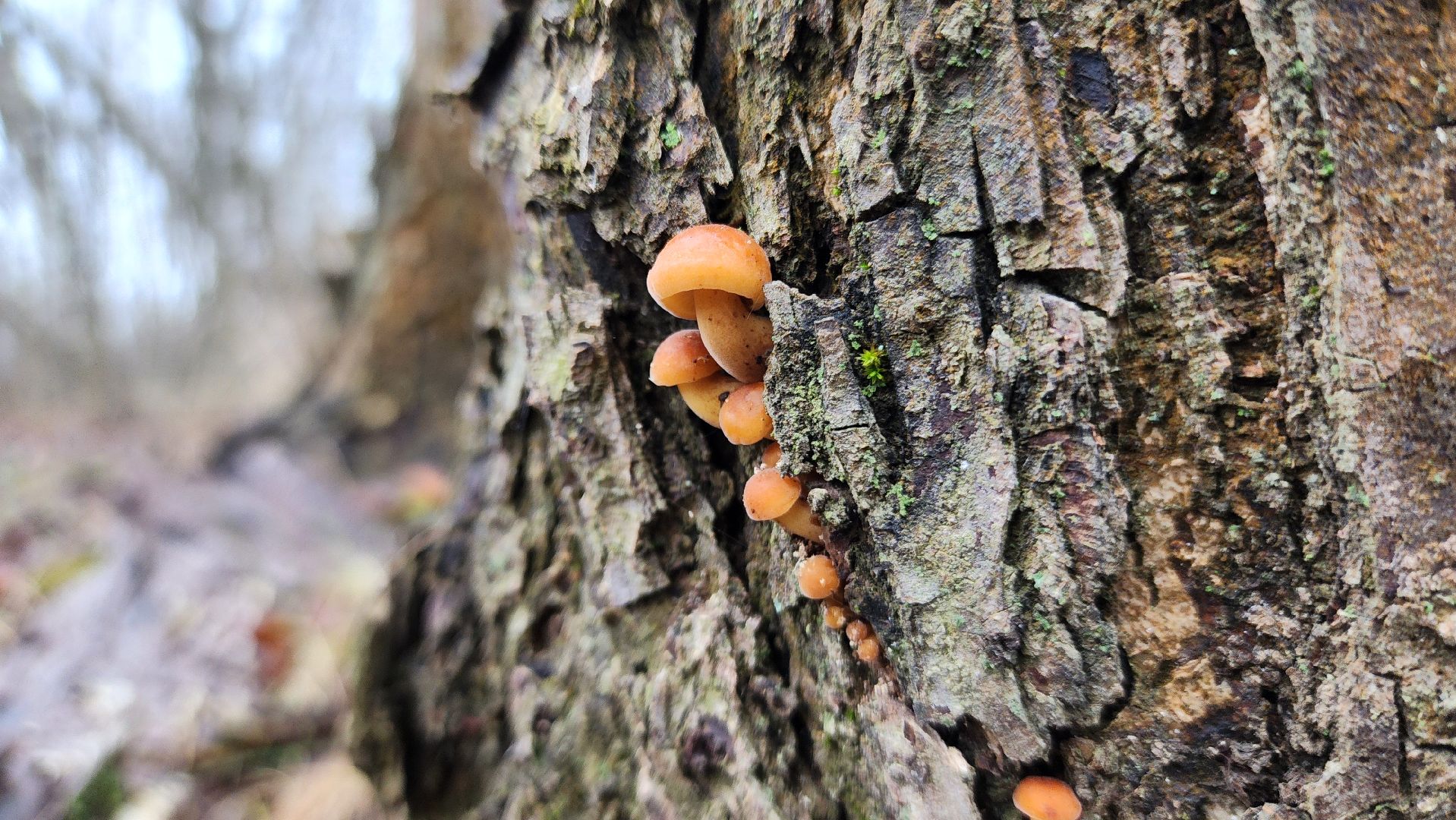 ступино, природа, подмосковье, грибы,