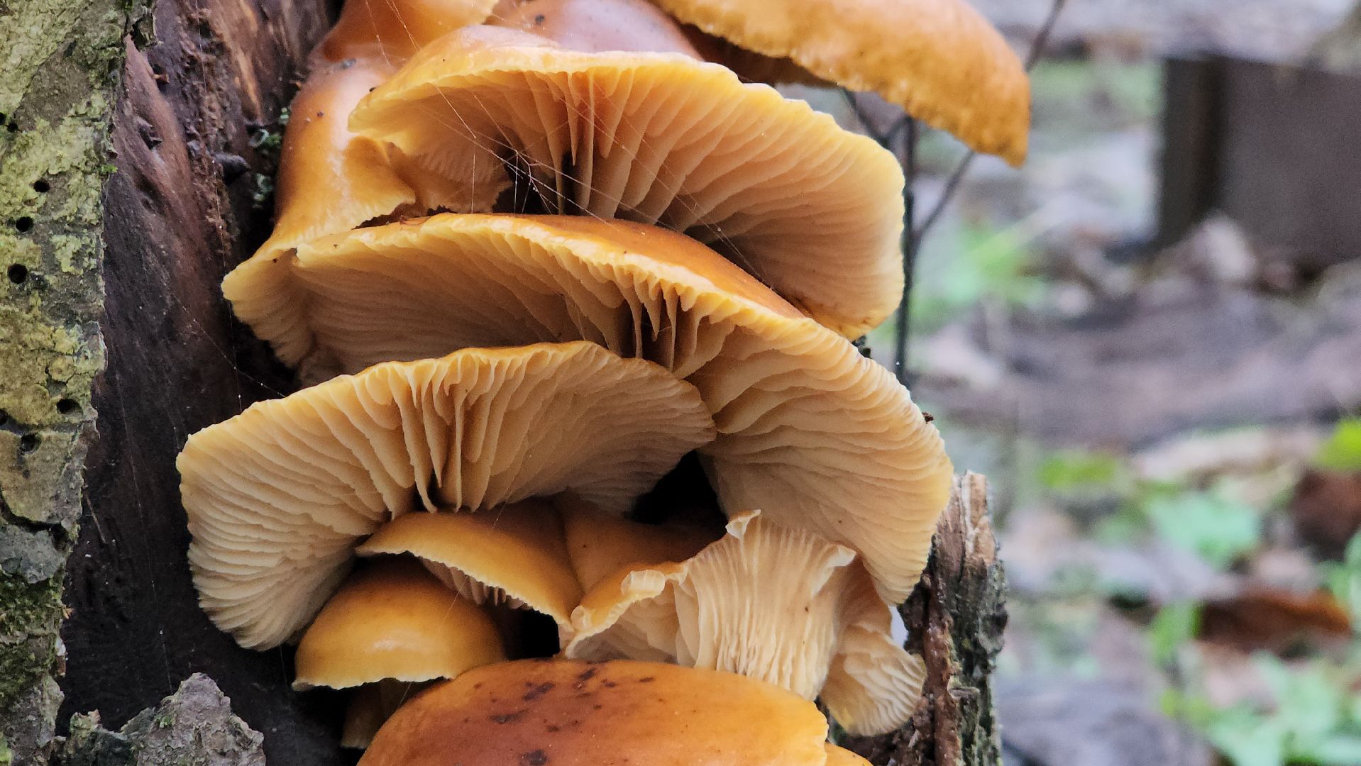 ступино, природа, подмосковье, грибы,