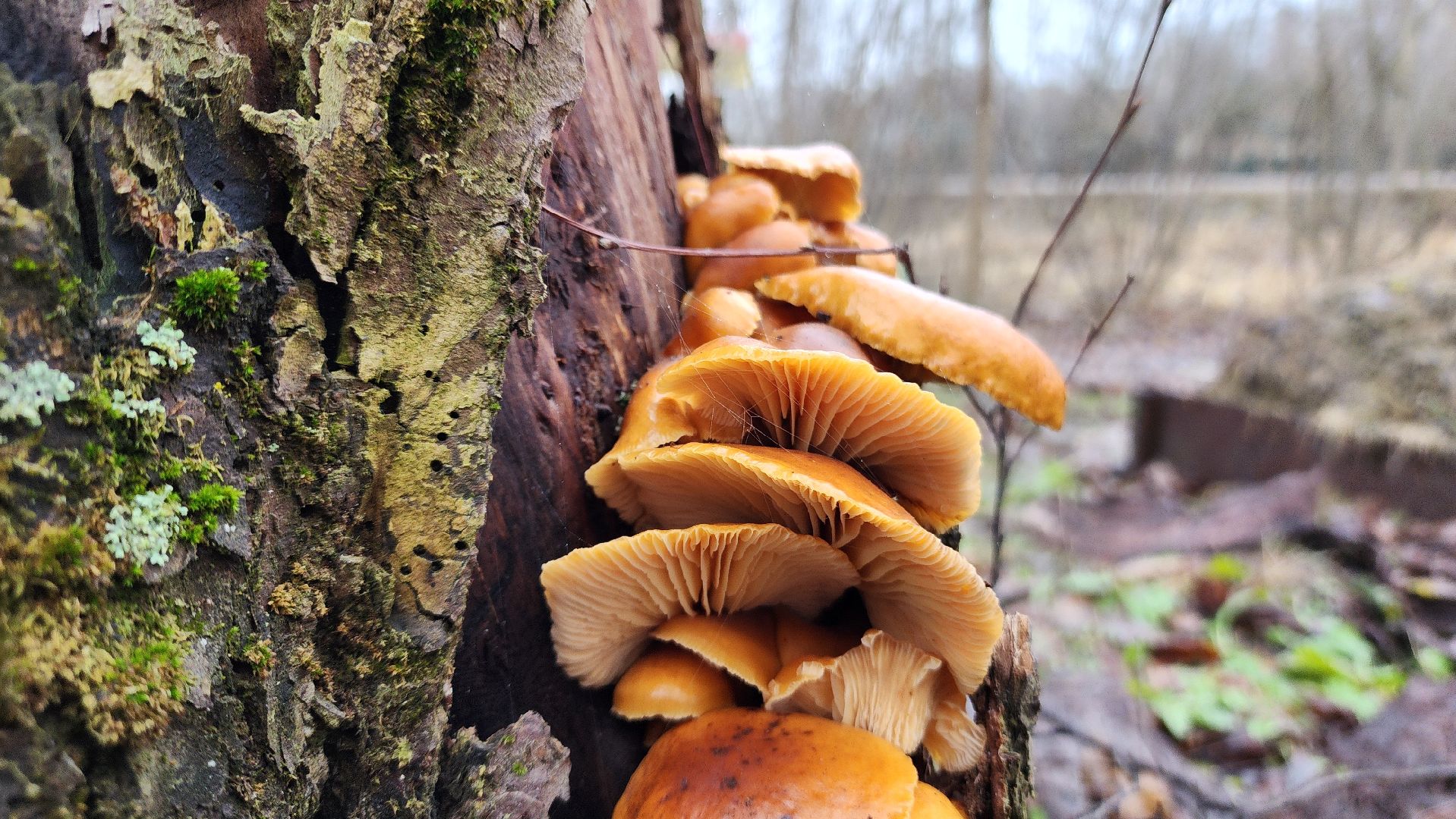 ступино, природа, подмосковье, грибы,