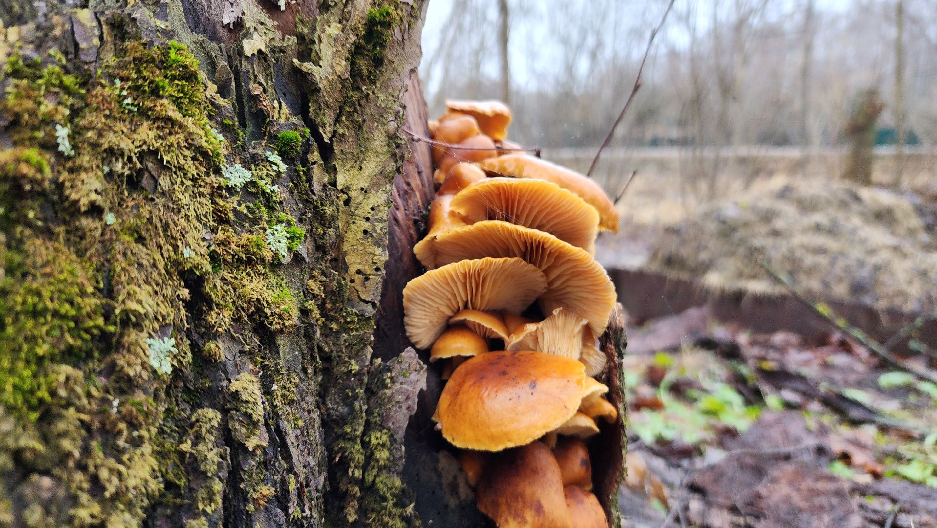 ступино, природа, подмосковье, грибы,