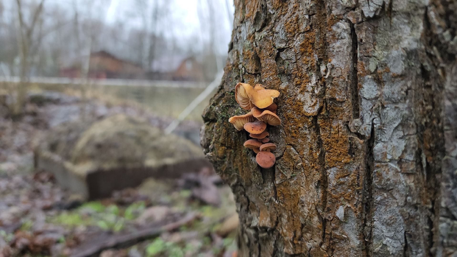 ступино, природа, подмосковье, грибы,