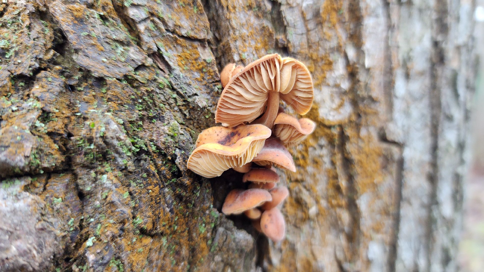 ступино, природа, подмосковье, грибы,