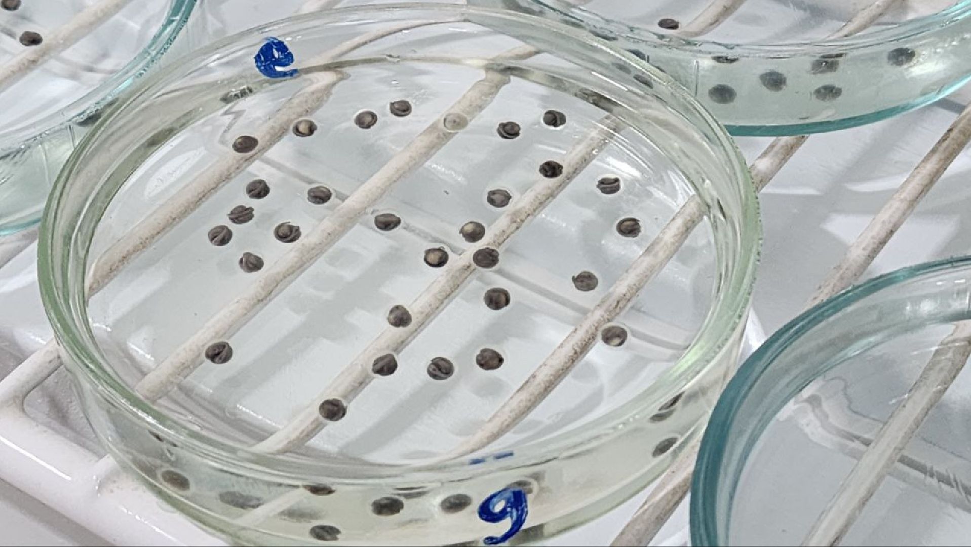 Дмитров, ВНИРО, ВНИИПРХ, Росрыболовство, Минсельхоз, вертикалка,