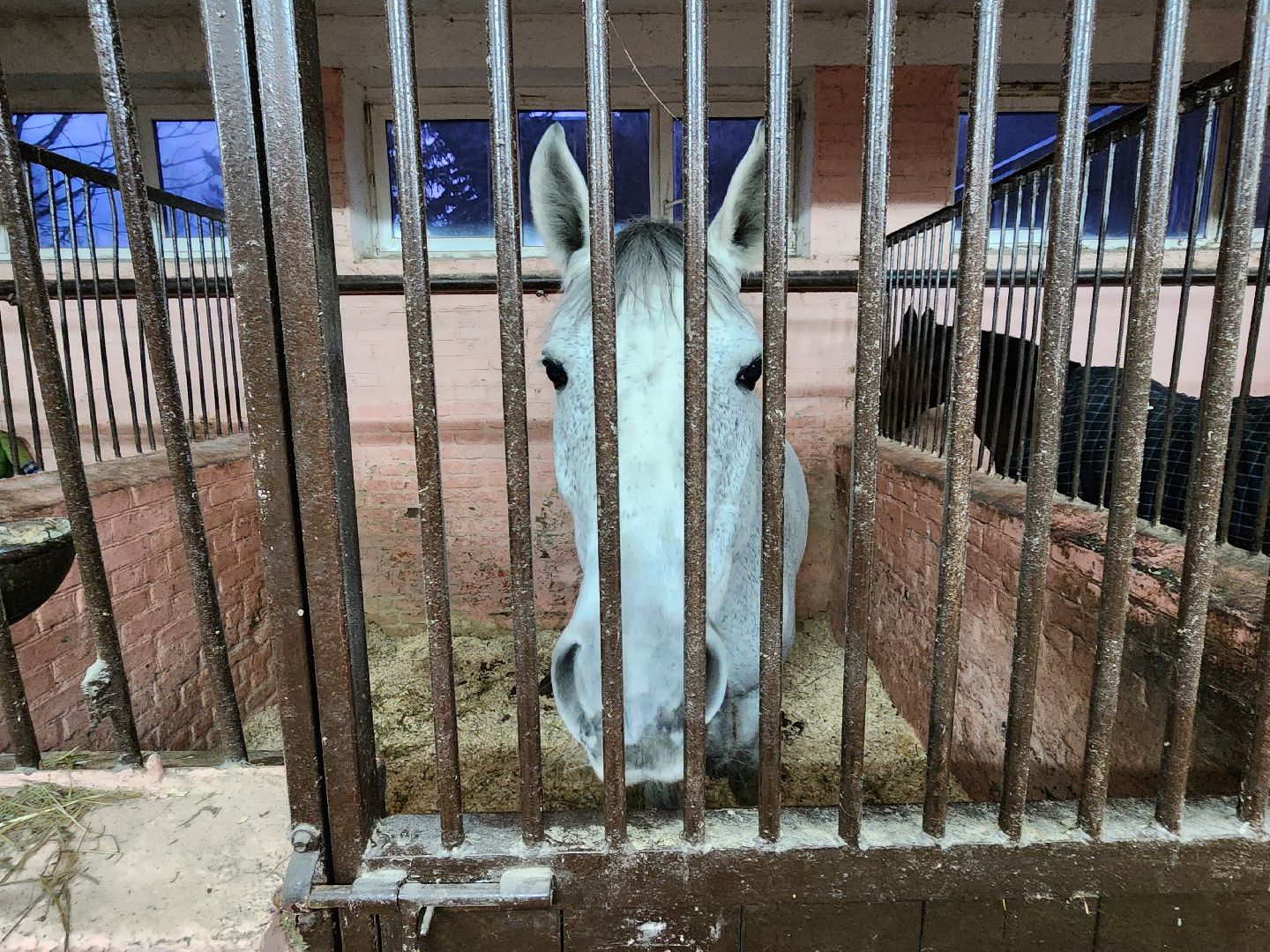 химки, конный спорт, олимпиада, вертикалка,