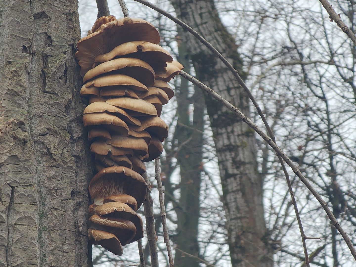 Коломна, погодная аномалия, погода,