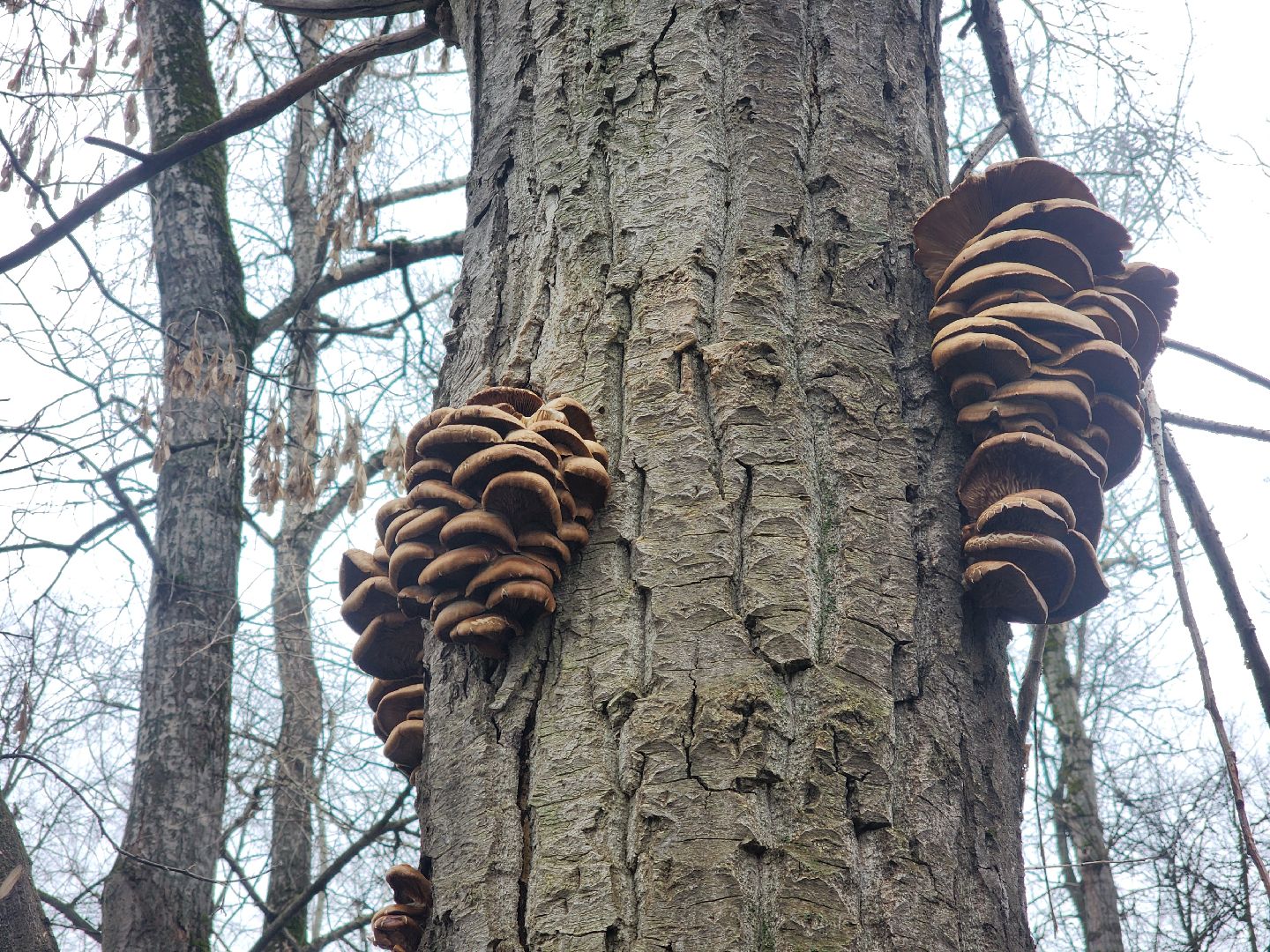 Коломна, погодная аномалия, погода,