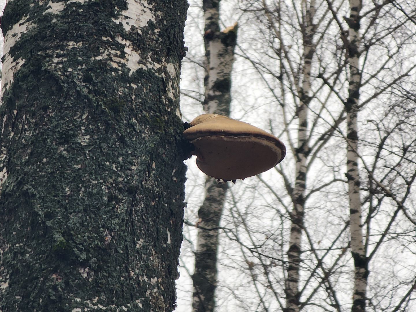 Коломна, погодная аномалия, погода,