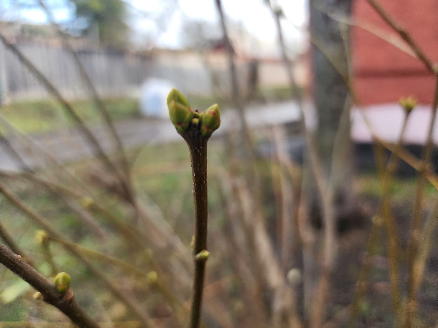 Коломна, погодная аномалия, погода,