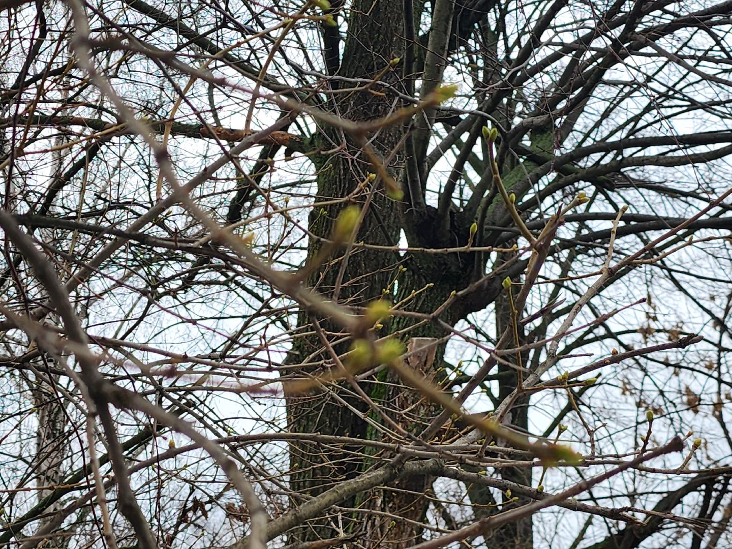 Коломна, погодная аномалия, погода,