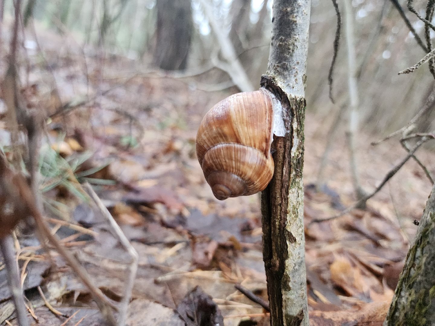 Коломна, погодная аномалия, погода,