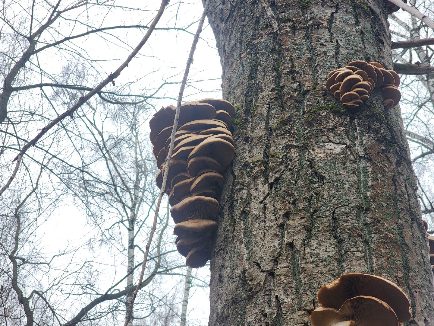 Коломна, погодная аномалия, погода,