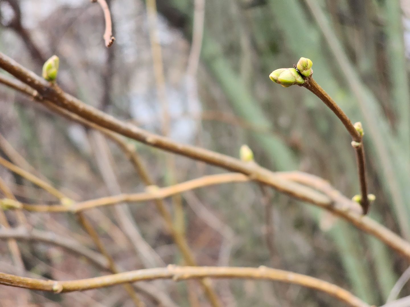 Коломна, погодная аномалия, погода,